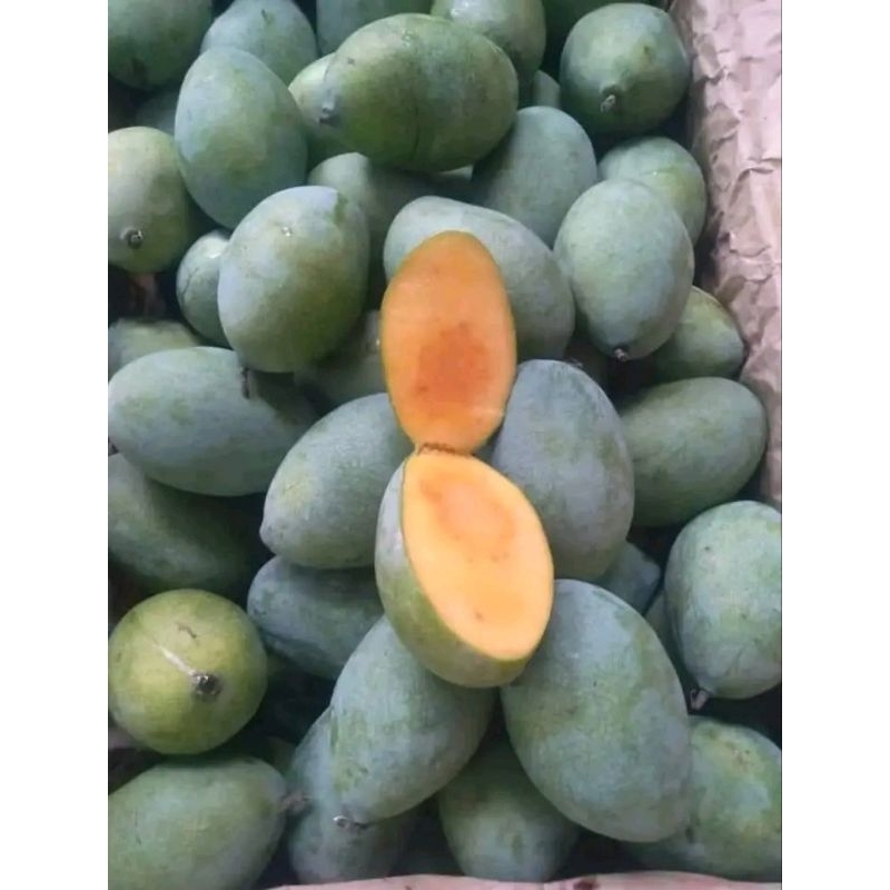 

PROMO termurah MANGGA LALIJIWO asli INDRAMAYU