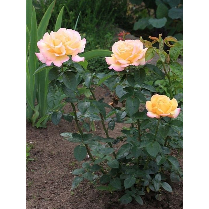 BIBIT BUNGA MAWAR HOLLAND