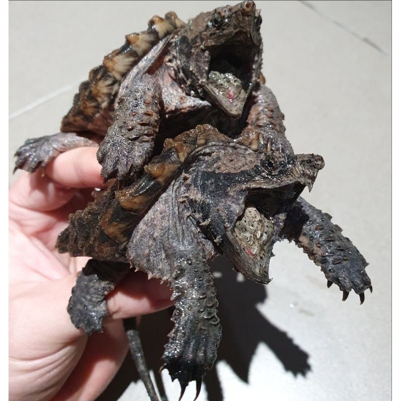 Alligator Snapping / Ast