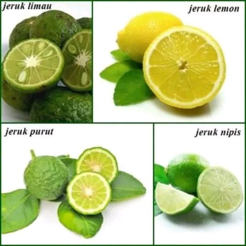 

jeruk nipis bangkok per 500 g