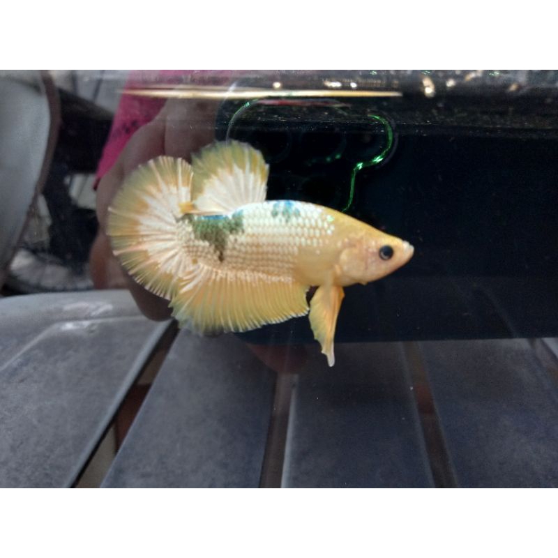 

ikan q