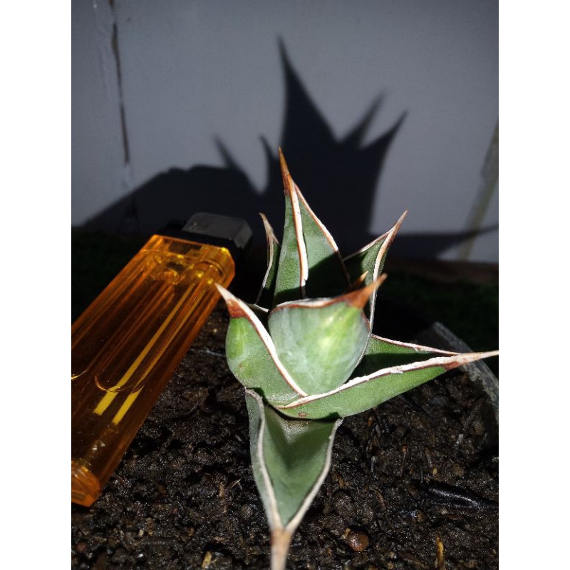 Sansevieria pinguicula varigata