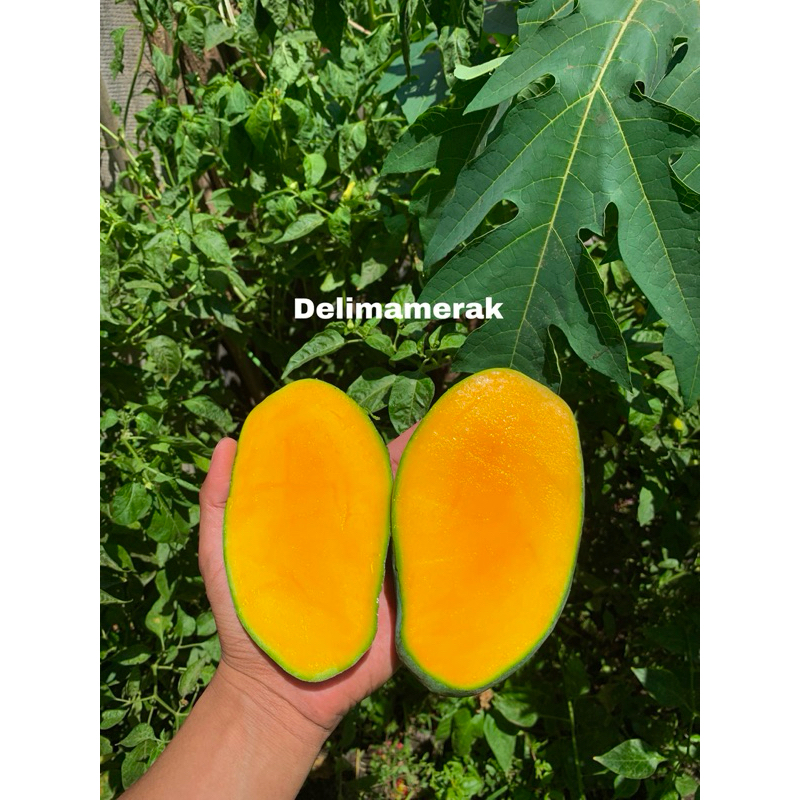 

Mangga Harum Manis Jumbo 1kg ( isi 2-3 buah )