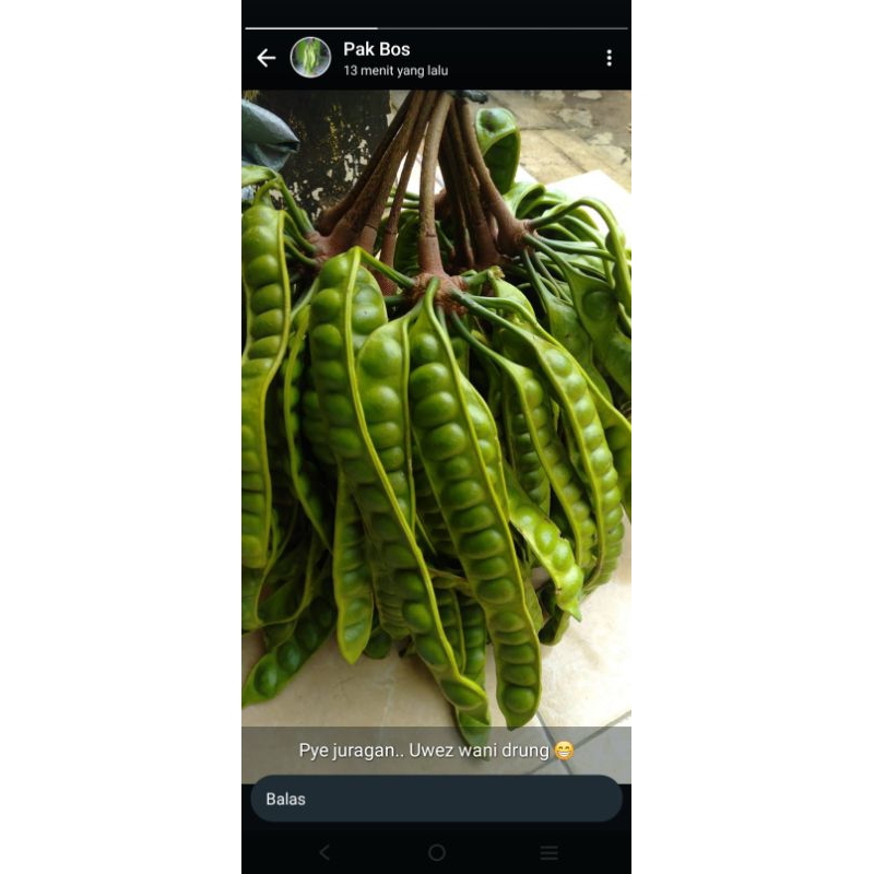 

pete setengah gabung 20 lonjor