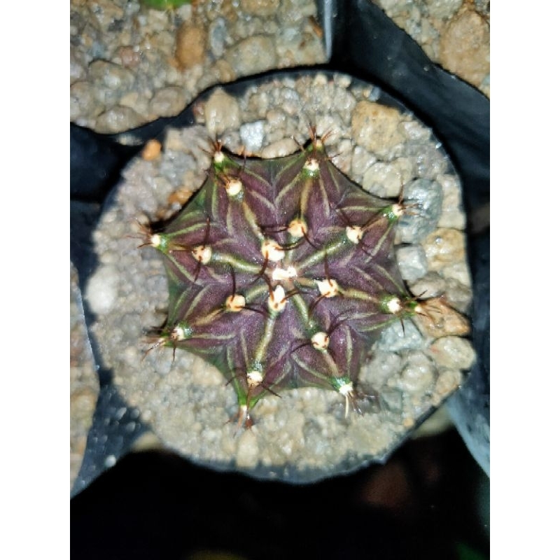 Kaktus Gymno black pearl / Gymnocalycium black pearl