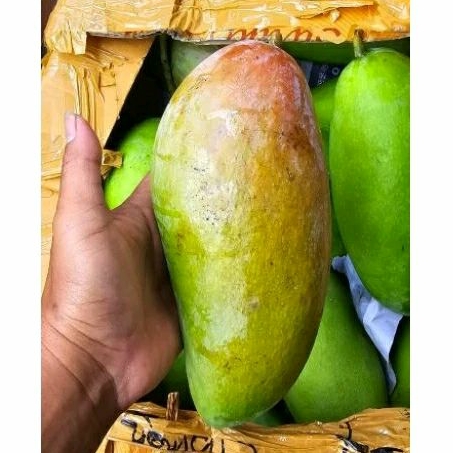 

mangga kiojay thailand garing mengkel manis