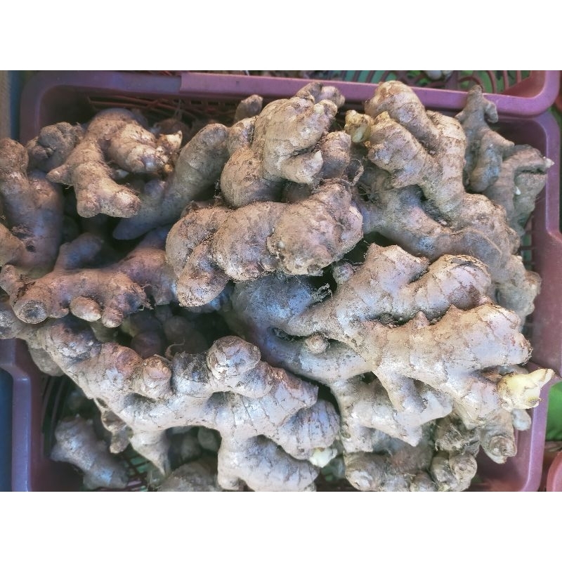 

jahe bumbu dapur per kg