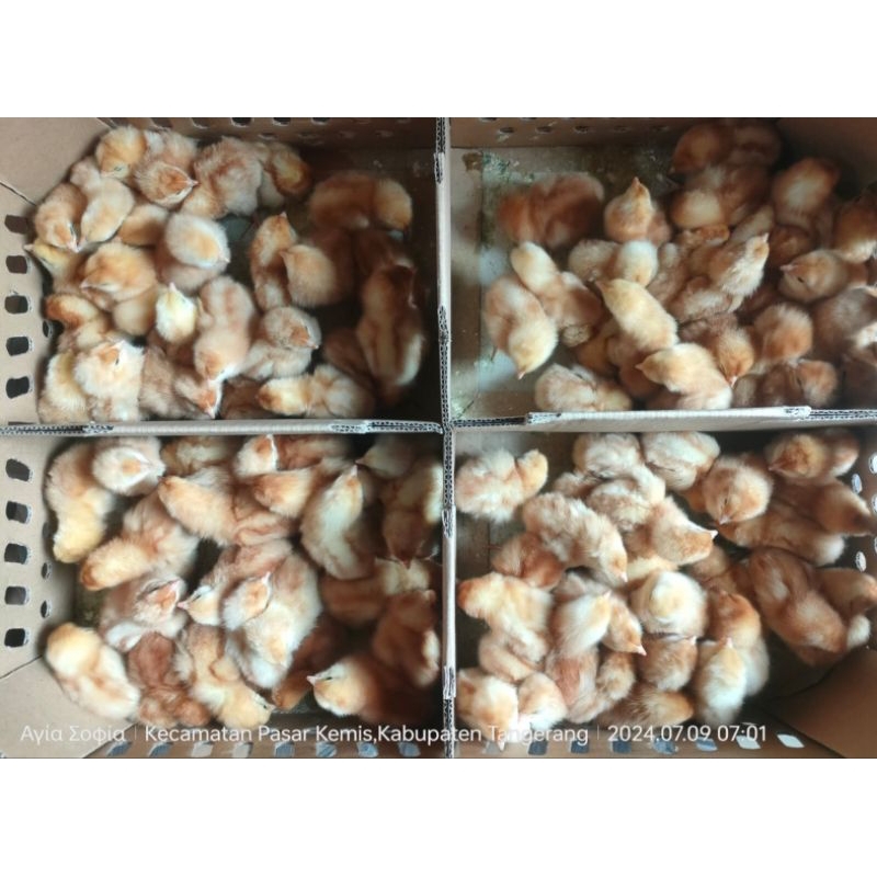 DOC anak ayam petelur (harga/ekor)