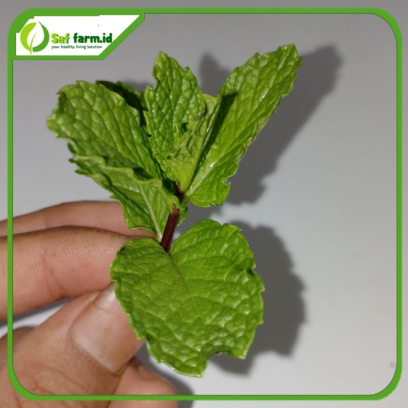 

Daun mint fresh/papermint 250 gram siap pakai