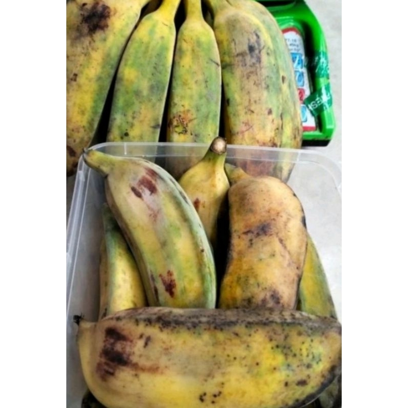 

Pisang kepok kuning /pack 500-600 gr( kurang lebih 3-4 buah)