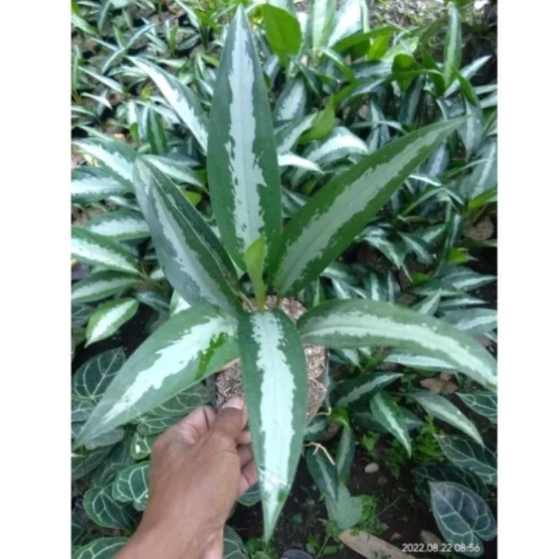 aglonema jubil/diven Hawaii bulu ayam hijau 4-6 tangkai daun dewasa promo murah