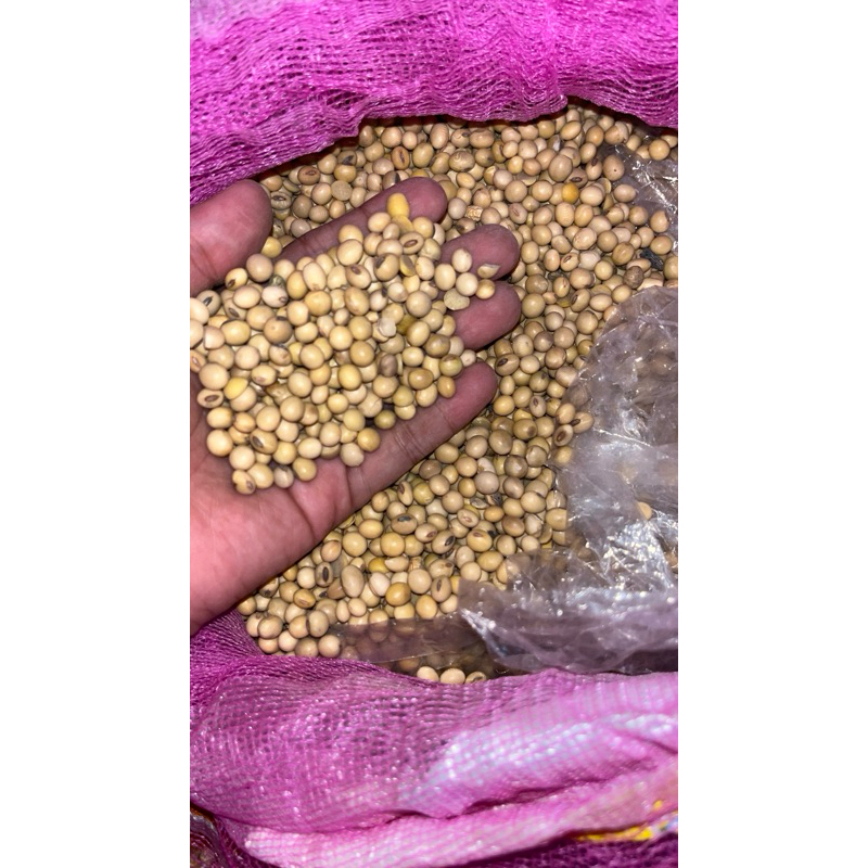 

Kacang kedelai