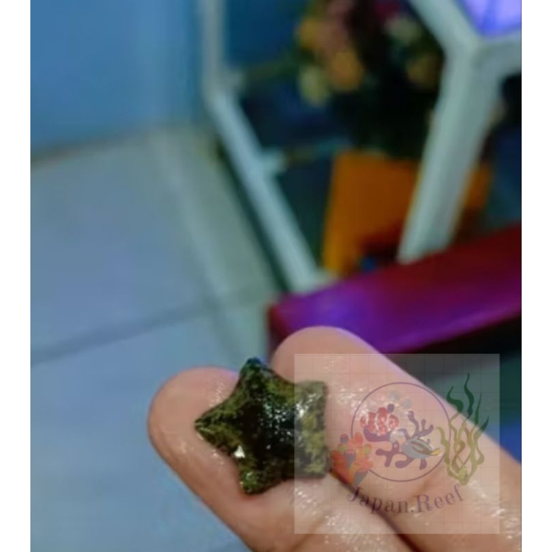 Bintang Laut Karang Hidup pembersih Lumut di Batu Karang/Live Rock