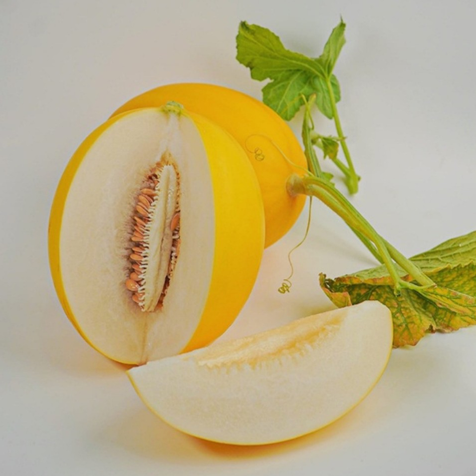 Benih / Bibit Korean Melon F1 - Melon Korea Premium Manis Crunchy - Benih Melon Eksklusif