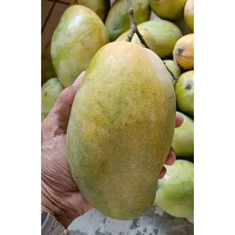 

MANGGA GAJAH 5kg