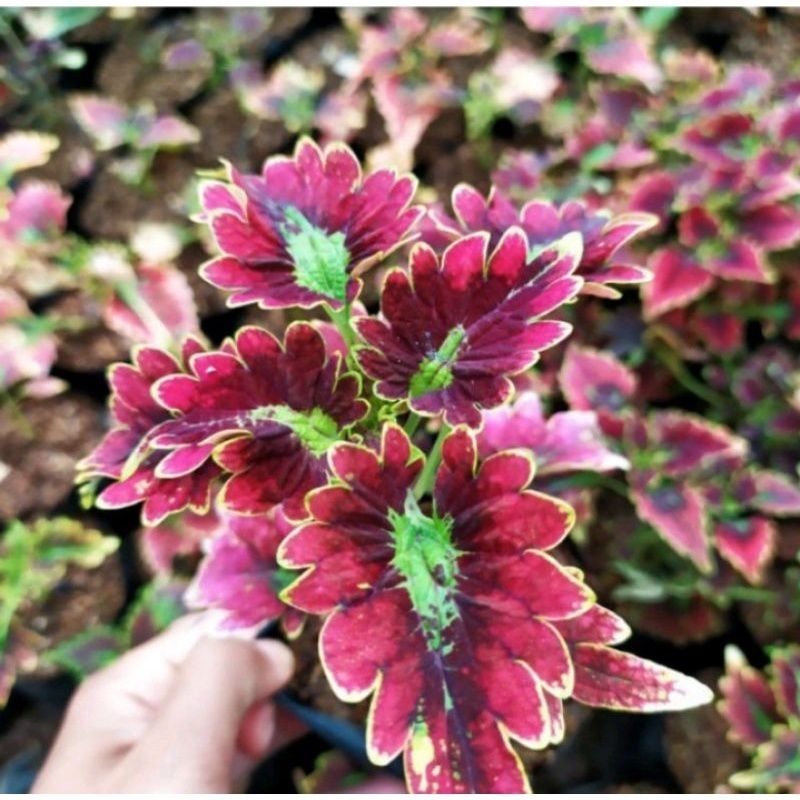 miyana ekor naga merah batik