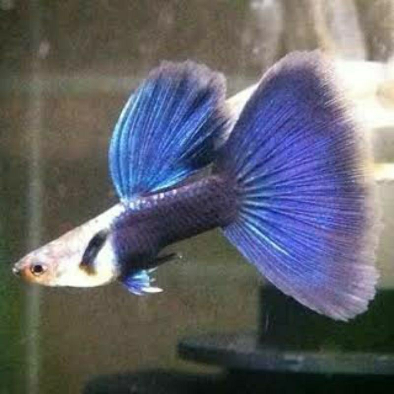 sepasang guppy hb blue