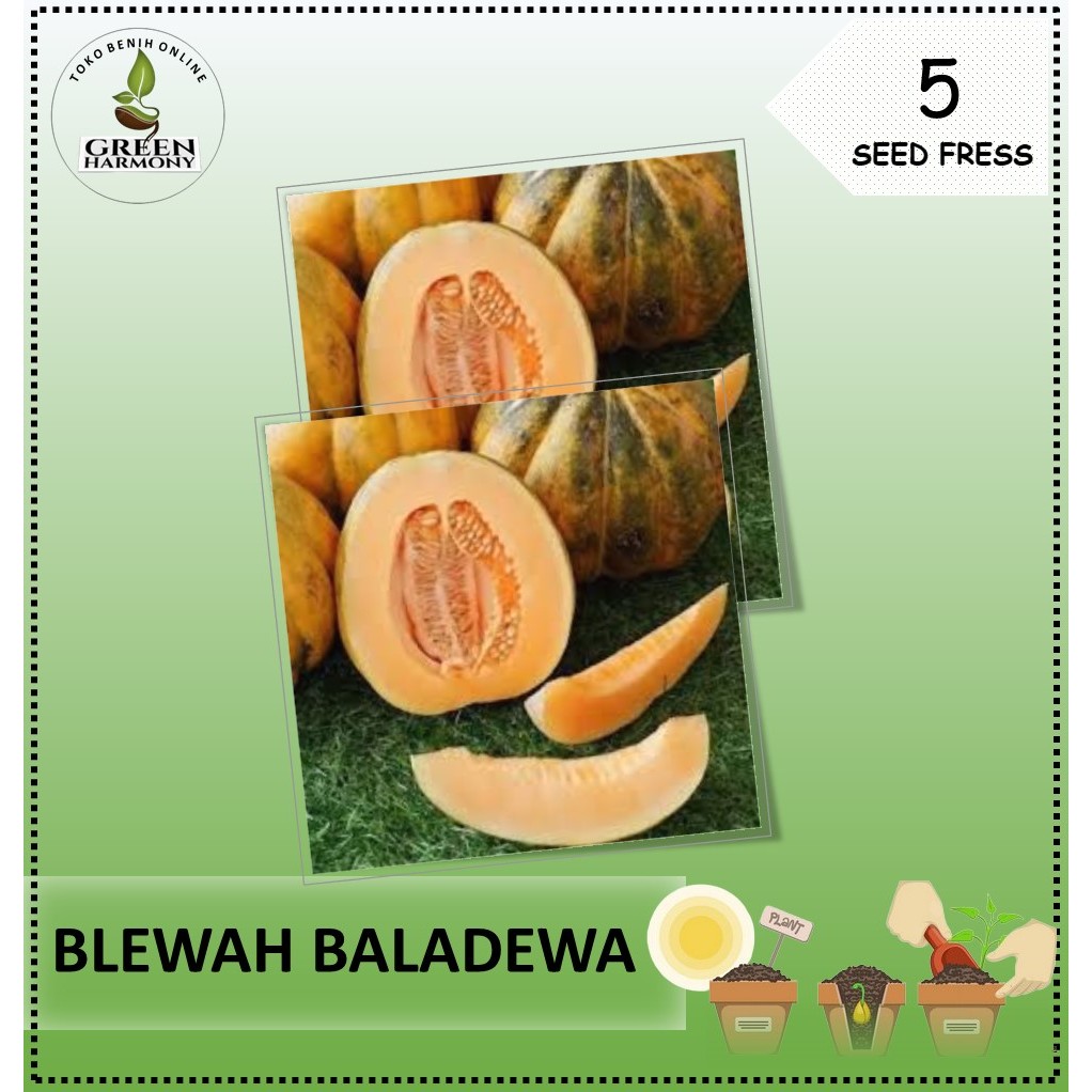 5  Biji - Benih Blewah BALADEWA Cocok untuk pekarangan