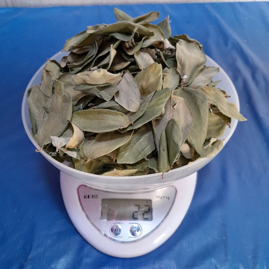 

Daun Bidara Kering 20 gr