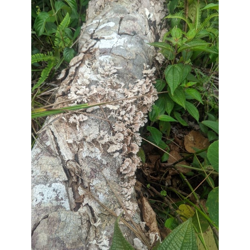 

jamur kerikit kering 100 gram