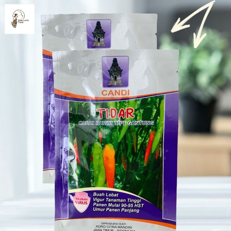 

Cabe Tidar 10 gr Cap Candi Yg Viral Buah Lebat Original Pabrik Tahan Virus Buah Lebat