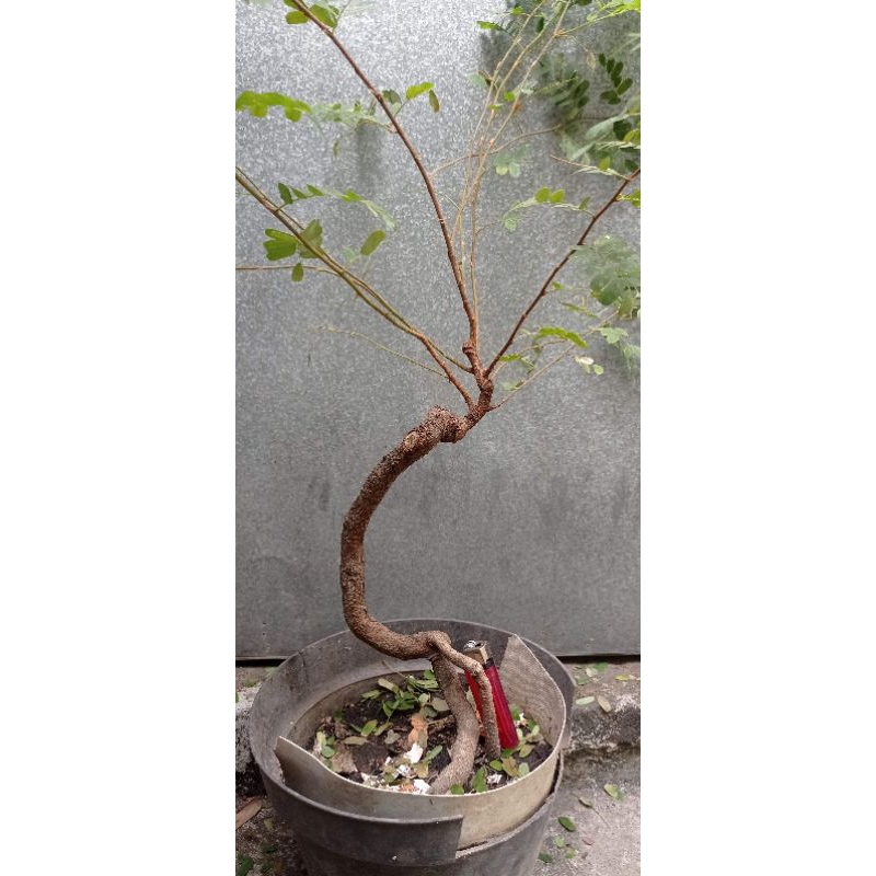 bahan bonsai asam jawa dari biji sesuai gambar