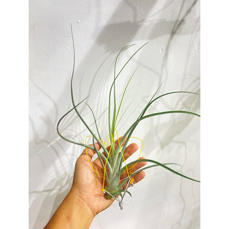 Tillandsia Cracker Jack (Tillandsia Exerta x Bulbosa)