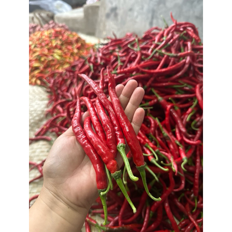 

cabe keriting 1kg petani banyuwangi