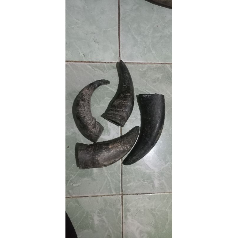 TANDUK KERBAU PADATAN KECIL