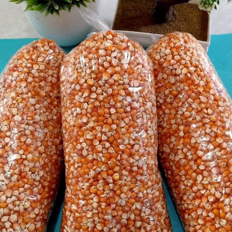 jagung kristal kering, pakan merpati dan pakan ayam aduan