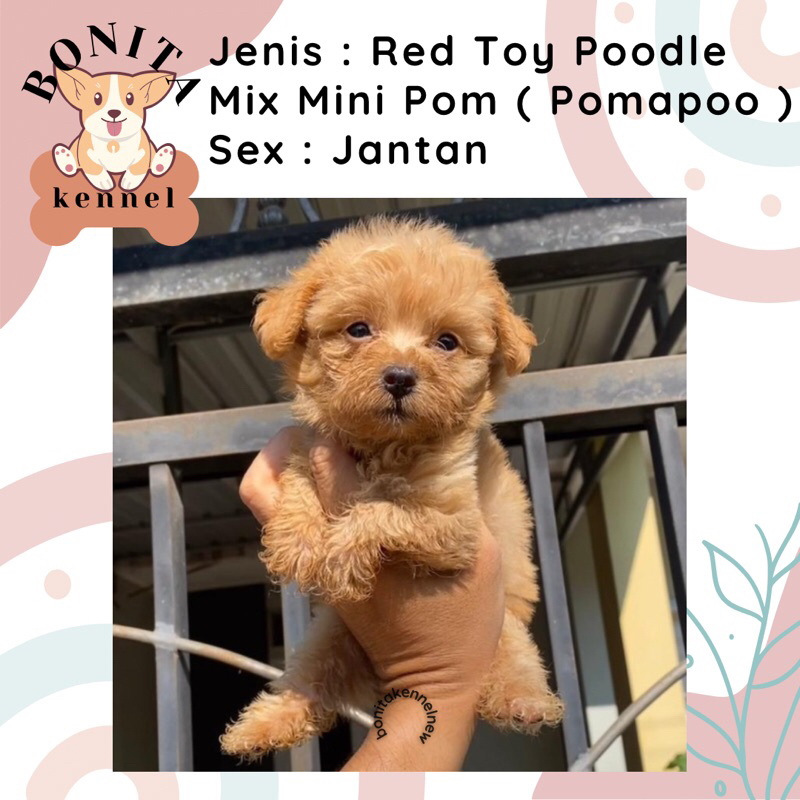 Mini Pom Mix Poodle Pomapoo Jantan Betina Anak Anjing Minipom