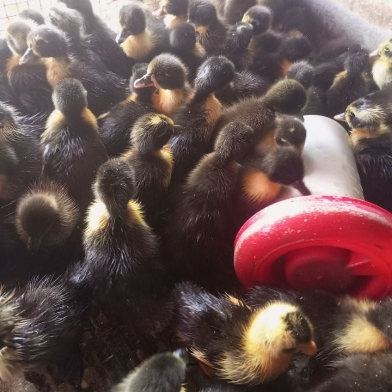 bebek hibrida - bebek pedaging bebek potong