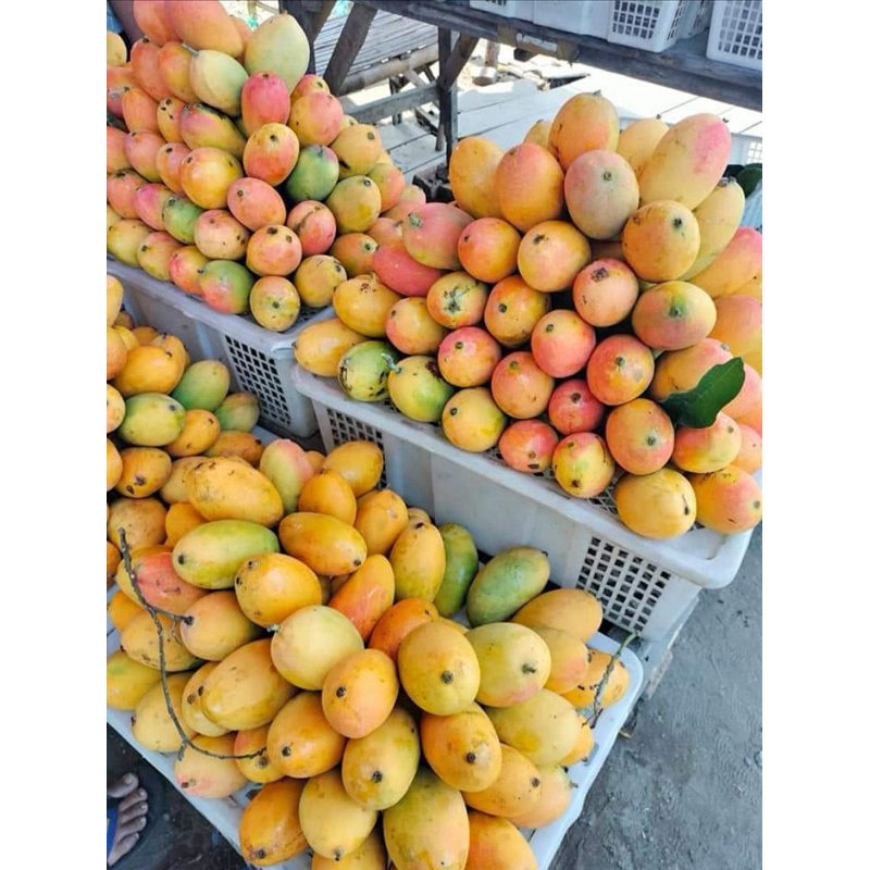 

Mangga Podang Masak Pohon Berat 1 Kg