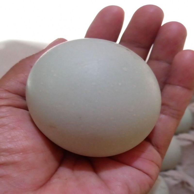 

Supplier Telur Bebek Omega Mentah jumbo