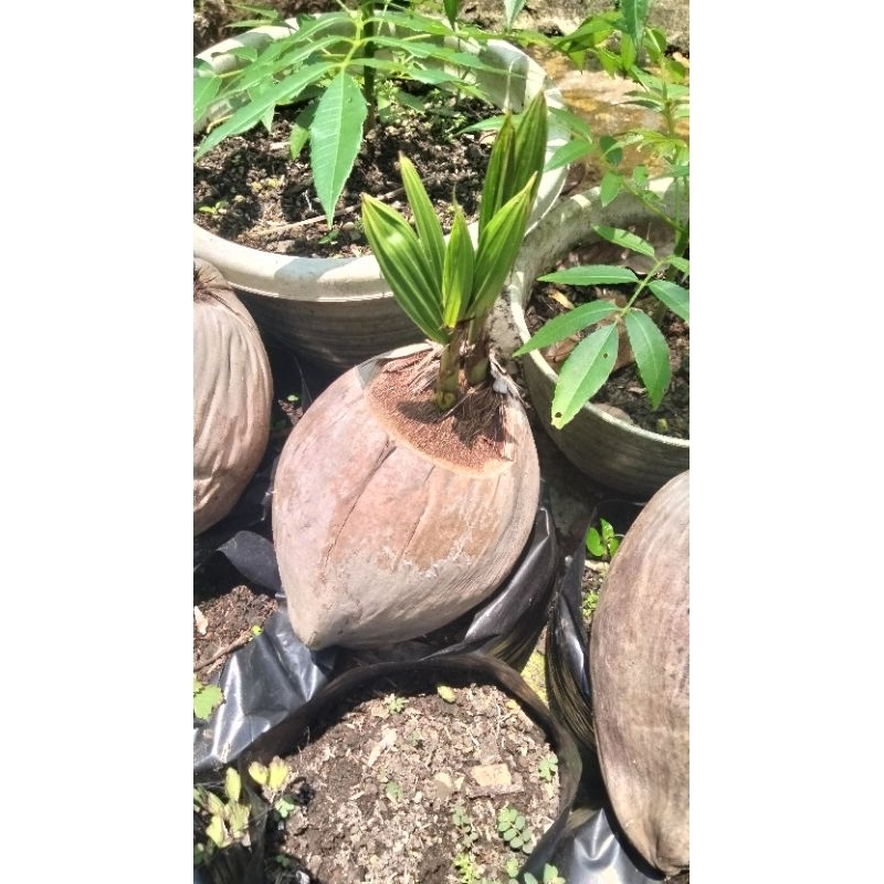 Bibit kelapa kembar tunas 2