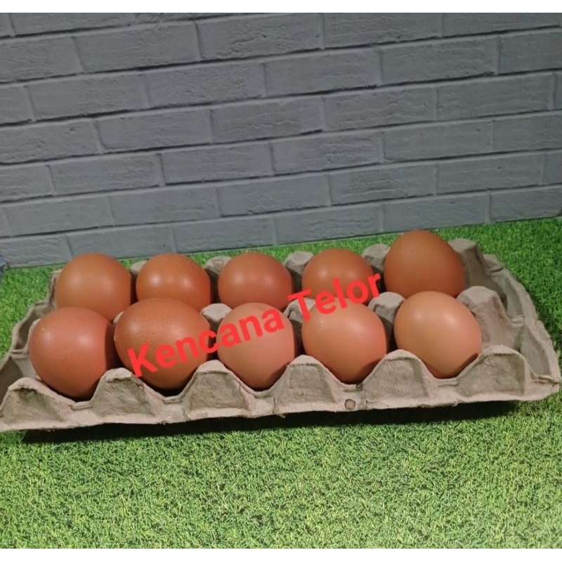 

TELUR AYAM NEGERI ISI 10 BUTIR