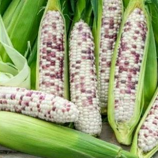 

Jagung ketan pulut batik 1kg
