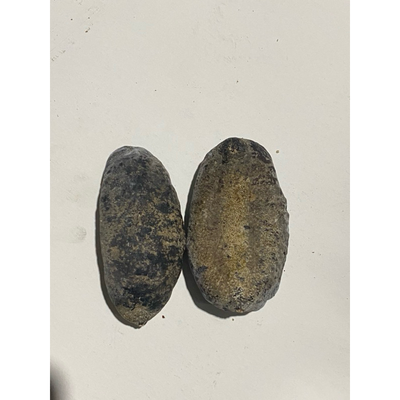 

TERIPANG KAPUK