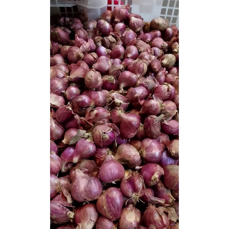 

bawang merah jumbo 10 kg