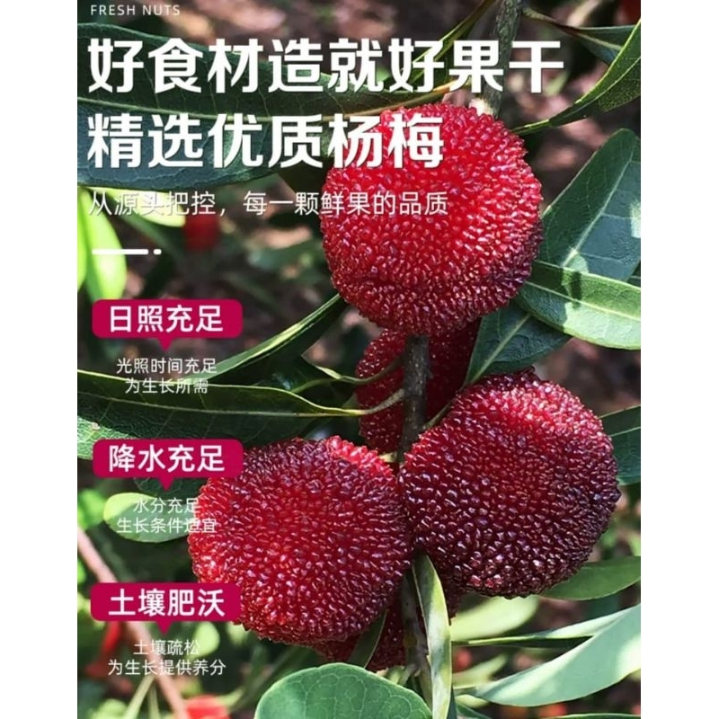 

Cemilan Asam Manis Plum Bayberri 250gram/Manisan Buah Plum Yang Mei/Bing Tang Yang Mei