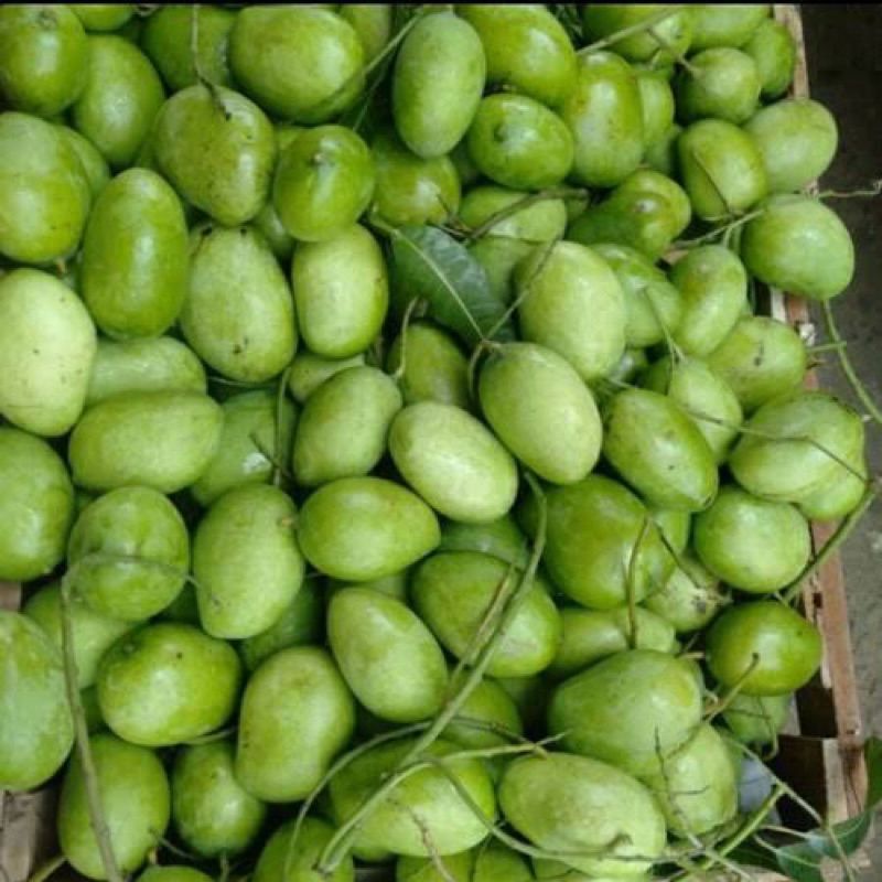 

mangga muda (fee bumbu garam)