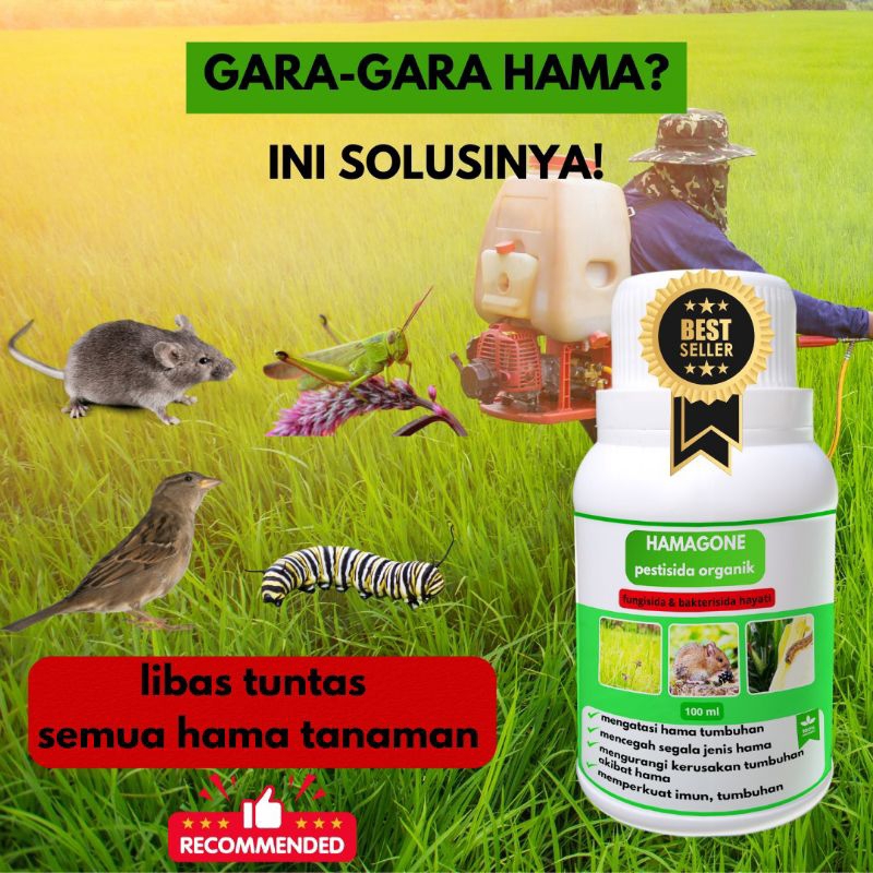 OBAT HAMA ULAT PADI SUNDEP BELUK 100 ML HAMAGONE - Obat Hama Padi, Atasi Hama Ulat Sundep, Wereng,