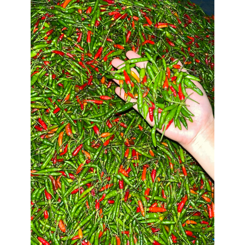 

Cabai Rawit Asli Lampung 500 gram