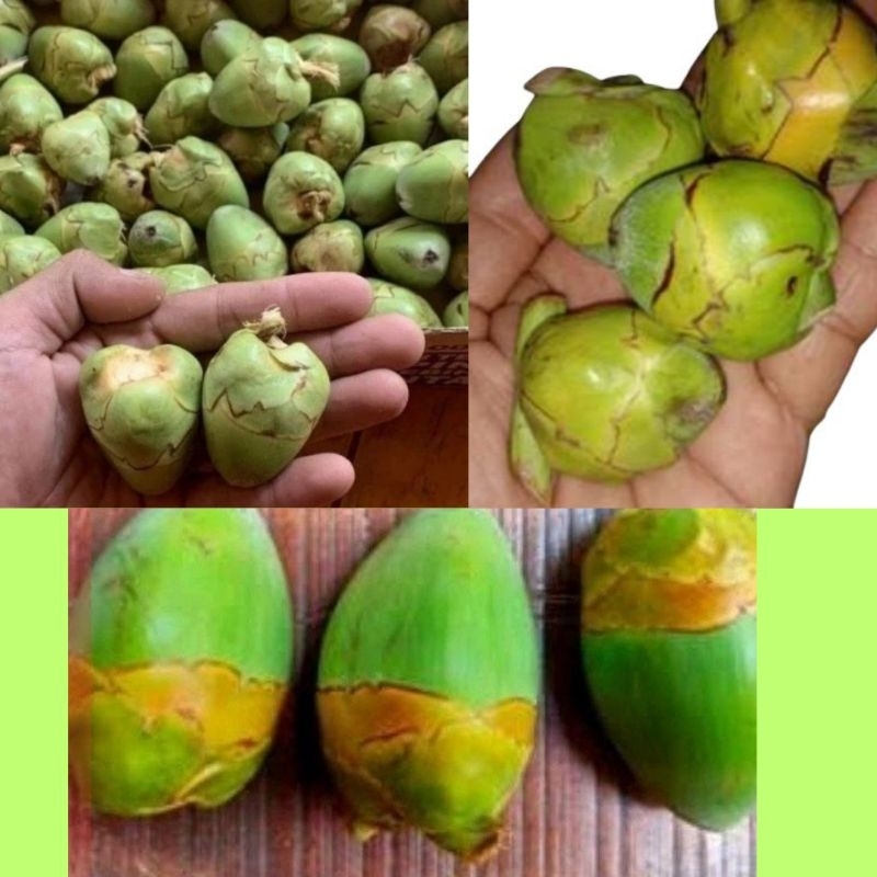 

Beluluk Kelapa, Tembuluk Kelapa Muda Fresh isi 12Buah Obat Herbal Diabetes