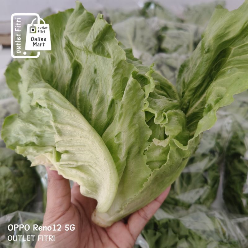 

[1 pack] Lettuce - Selada Bokor