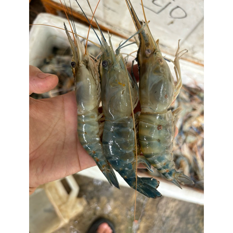 

UDANG GALAH SEDANG ISI 10-15 ekor 1kg GRADE B