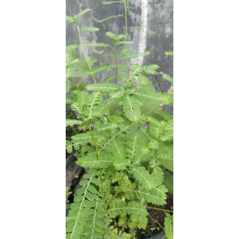 

Daun Meniran