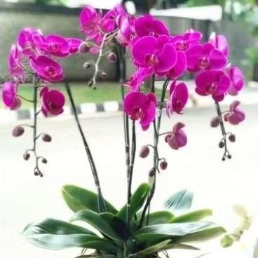 tanaman hias anggrek bulan bunga ungu - anggrek bulan bunga ungu