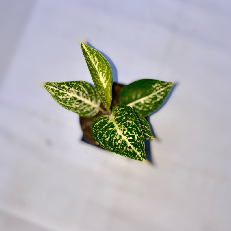 Aglaonema tiara putih