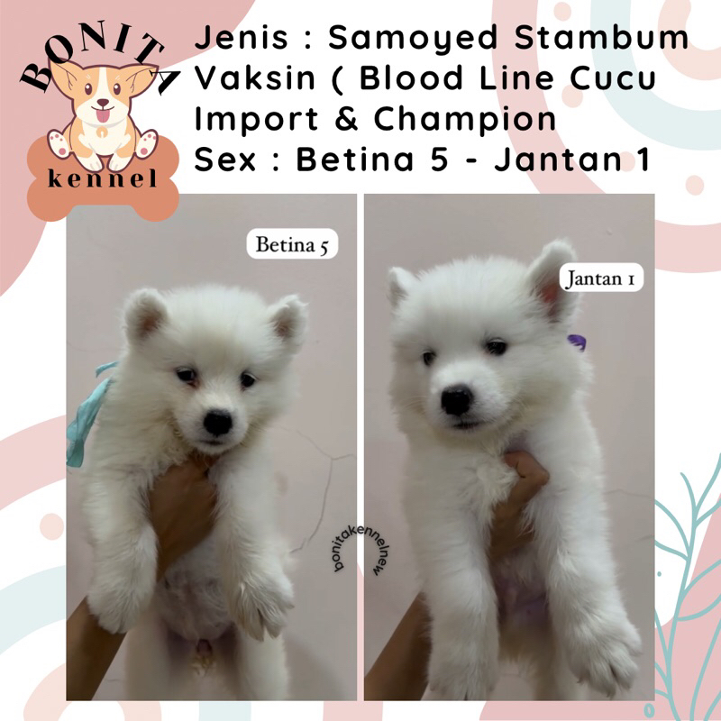 Samoyed Stambum Jantan Betina Anak Anjing Samoyed